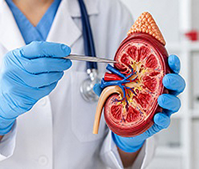 nephrologist